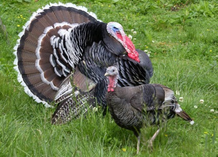 curcan de casă hrănirii animalelor tinere (viței) curcan de casa piept de tinere