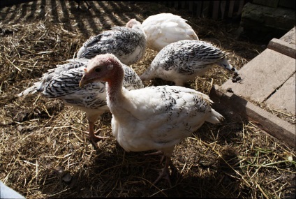 curcan de casă hrănirii animalelor tinere (viței) curcan de casa piept de tinere