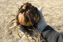 Drenajul pentru ghivece cu plante (plante) Drenajul pentru ghivece cu plante