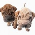 Câine de pază serviciu de formare (SS), îngrijirea pentru pisici și de îngrijire pentru câini (câini) Câine de pază serviciu de formare (SS), de îngrijire pentru pisici și câini de îngrijire
