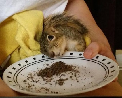 Acesta este cel mai neobișnuit pomul de Crăciun, pentru că trăiește în prezent proteina! Într-o lume de interesant (din cauza) Acesta este cel mai neobișnuit pomul de Crăciun, pentru că trăiește în prezent proteina! Într-o lume de lucruri interesante
