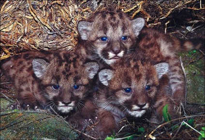Descriere Florida Panther și fotografii (imagini) Florida descriere Panther și fotografii