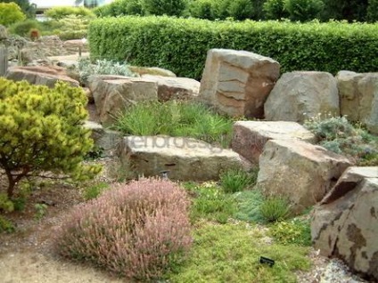 Fotografii de design peisagistic - soiurile rockeries la cabana lor de vară (soi) Fotografii de design peisagistic - soiurile rockeries la cabana lor de vară