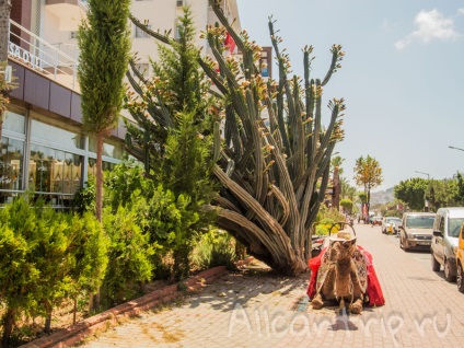 Photowalk străzile Alan (străzi) O plimbare pe străzile din Alanya