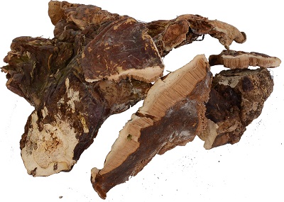 Reishi ciuperci - descriere, rețete, utilizare, contraindicații, comentarii cu privire la tratament, sfatul medicului (Reishi ciuperci) Reishi ciuperci - descriere, rețete, utilizare, contraindicații, comentarii cu privire la tratament, sfatul medicului