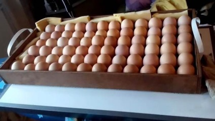 Incubarea ouălor pentru incubație cerințele produsului, norme de conduită la domiciliu (norme) Incubarea ouălor pentru incubație cerințele produsului, norme de conduită la domiciliu