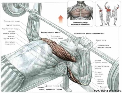 Cum de a construi partea superioară a halteră mușchiul pectoral și halteră (mușchi) Cum de a construi partea superioară a halteră și halteră mușchii pieptului