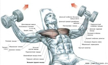 Cum de a construi partea superioară a halteră mușchiul pectoral și halteră (mușchi) Cum de a construi partea superioară a halteră și halteră mușchii pieptului