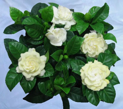Cum se taie Gardenia (flori Gardenia) Cum să taie Gardenia