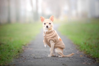 Cum să aibă grijă de un câine Chihuahua - blog veterinarii - belanta (emană un miros neplăcut) Cum să aibă grijă de un câine Chihuahua - blog veterinarii - belanta