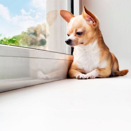 Cum să aibă grijă de un câine Chihuahua - blog veterinarii - belanta (emană un miros neplăcut) Cum să aibă grijă de un câine Chihuahua - blog veterinarii - belanta
