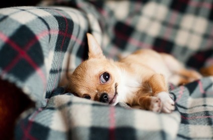 Cum să aibă grijă de un câine Chihuahua - blog veterinarii - belanta (emană un miros neplăcut) Cum să aibă grijă de un câine Chihuahua - blog veterinarii - belanta