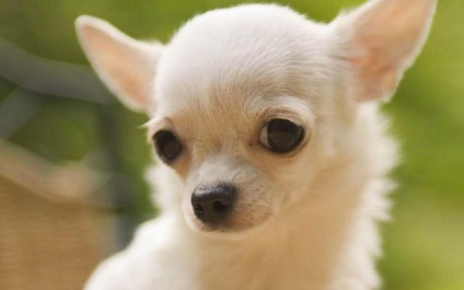 Cum să aibă grijă de un câine Chihuahua - blog veterinarii - belanta (emană un miros neplăcut) Cum să aibă grijă de un câine Chihuahua - blog veterinarii - belanta