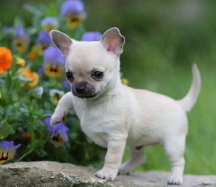 Cum să aibă grijă de un câine Chihuahua - blog veterinarii - belanta (tren tava acasă) Cum să aibă grijă de un câine Chihuahua - blog veterinarii - belanta