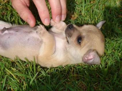 Cum să aibă grijă de un câine Chihuahua - blog veterinarii - belanta (câine) Cum să aibă grijă de un câine Chihuahua - blog veterinarii - belanta