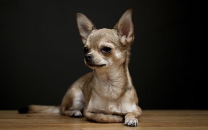 Cum să aibă grijă de un câine Chihuahua - blog veterinarii - belanta (reprezentanți ai acestei rase) Cum să aibă grijă de un câine Chihuahua - blog veterinarii - belanta