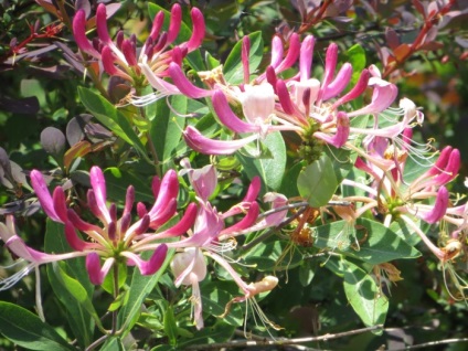 Honeysuckle în fotografii de proiectare peisaj (peisaj) Honeysuckle în proiectare fotografie peisaj