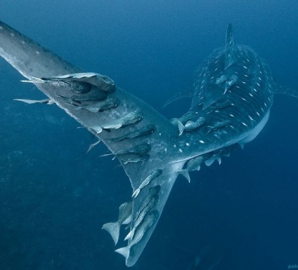 rechin balenă (rechin balena / rhincodon_typus) Rechinii-balenă