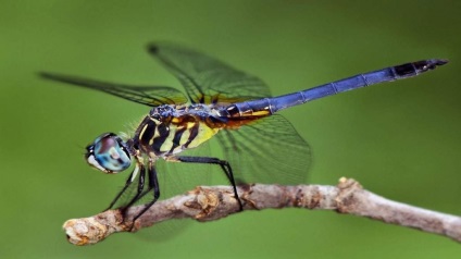 Membrele la insecte (insecte) Membrele din insecte