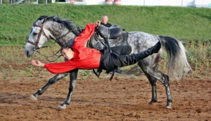 cai Ecvestru de reproducere cal de sport și de sport (sport) cai Ecvestru de creștere a cailor de sport și de sport