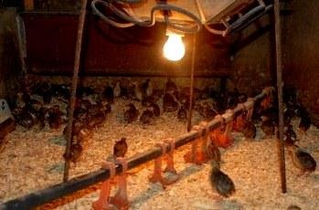 Hrănirea fazan (primele zile de viață) fazani hrănire