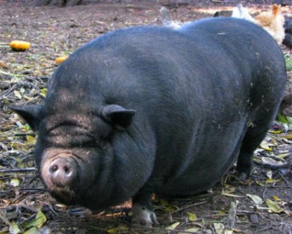 Hrănirea porc pântecos (obezitate) Hrănirea porc pântecos