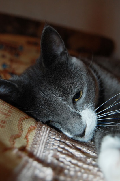 Cat numit Cat, Anni - sanni (cat) Cat numit Cat, Anni - sanni
