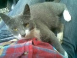 Cat numit Cat, Anni - sanni (cat) Cat numit Cat, Anni - sanni