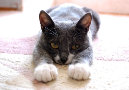 Cat numit Cat, anni - sanni (anni) Cat numit Cat, Anni - sanni
