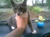 Cat numit Cat, Anni - sanni (cat) Cat numit Cat, Anni - sanni