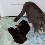 Cat numit Cat, anni - sanni (anni) Cat numit Cat, Anni - sanni