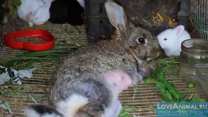 Urzici în dieta de iepuri (foto urzică) Urzici în dieta de iepuri