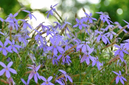 Laurent (izotoma) fotografie, cultivare si tipuri (Laurent) Laurent (izotoma) fotografie, cultivarea și specii
