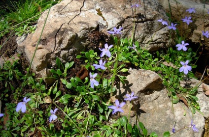 Laurent (izotoma) fotografie, cultivare si tipuri (Laurent) Laurent (izotoma) fotografie, cultivarea și specii