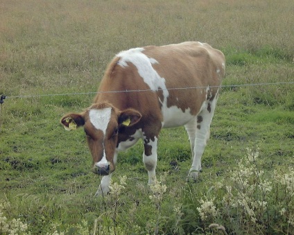 Produse lactate și produse lactate rase de bovine (bovine) rasele de lapte și produse lactate bovine
