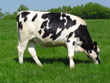 Produse lactate și produse lactate bovine rase (mare) rasele de lapte și produse lactate bovine