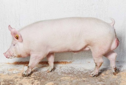 porci din carne descriere, productivitate, alegere (Rusă) Marele Alb Descriere porci din carne, eficiență, alegere