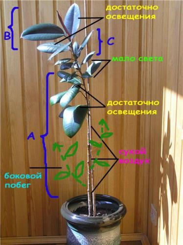 Decuparea ar trebui să fie figura corectă (Ficus) Decuparea ar trebui să fie ficus corectă