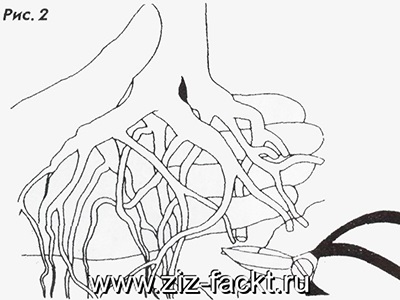 Decuparea rădăcini de bonsai, casa, grădină, grădină de zarzavat (tăiere) Decuparea rădăcini de bonsai, casa, grădină, grădină de zarzavat