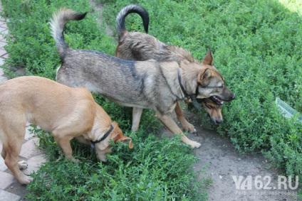 zoozaschitnitsey Într-o zi (zile) zoozaschitnitsey Într-o zi