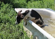 zoozaschitnitsey Într-o zi (zile) zoozaschitnitsey Într-o zi