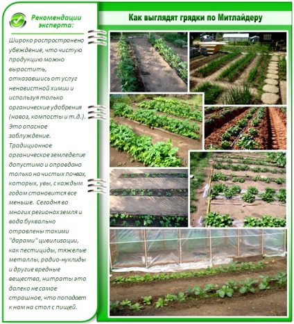 gradina de legume la detalii tehnice mitlayderu aranjament corect (mitlayderu) gradina de legume la mitlayderu aranjament corect detalii tehnice