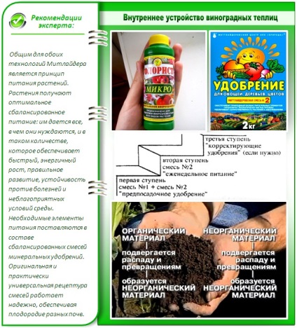 gradina de legume la nuanțe tehnice mitlayderu aranjament corect (gradina) gradina de legume la mitlayderu aranjament corect detalii tehnice