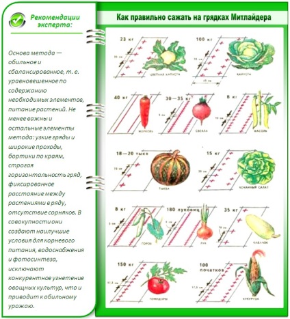 gradina de legume la nuanțe tehnice mitlayderu aranjament corect (gradina) gradina de legume la mitlayderu aranjament corect detalii tehnice