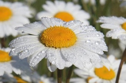 Clătirea părului cu plante aromatice, un consilier de sex feminin (de sănătate a părului) Clătirea părului cu plante aromatice, un consilier de sex feminin