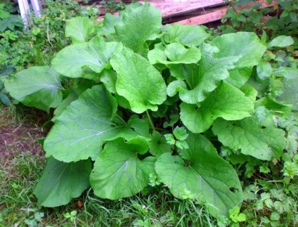 Clătirea părului cu plante aromatice, un consilier de sex feminin (poleznie-travi) Clătirea părului cu plante aromatice, un consilier de sex feminin