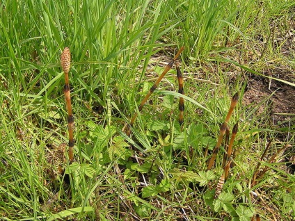 Clătirea părului cu plante aromatice, un consilier de sex feminin (poleznie-travi) Clătirea părului cu plante aromatice, un consilier de sex feminin
