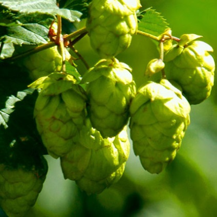 Clătirea părului cu plante aromatice, un consilier de sex feminin (păr frumusețe) Clătirea părului cu plante aromatice, un consilier de sex feminin