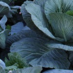 La cultivarea legumelor în Urali (legume) La cultivarea legumelor în Urali