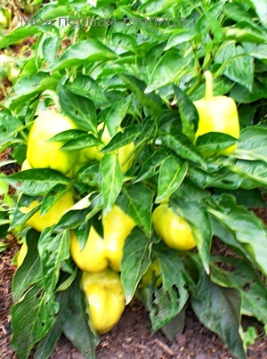 Pepper Pepper caracteristici biologice (caracteristica) caracteristici biologice de piper